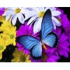 Diamond painting vlinder blauw