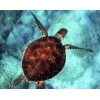 Diamond painting schildpad zwemt