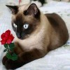 Diamond painting kat met roos