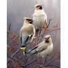 Diamond painting drie vogels op bessentak