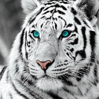 Diamond painting tijger